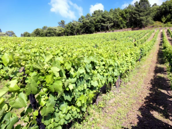 Quinta De cabanas winers